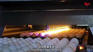 Automatic Egg Candling and Transfer System