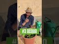 SALVA il BASILICO da MORTE CERTA