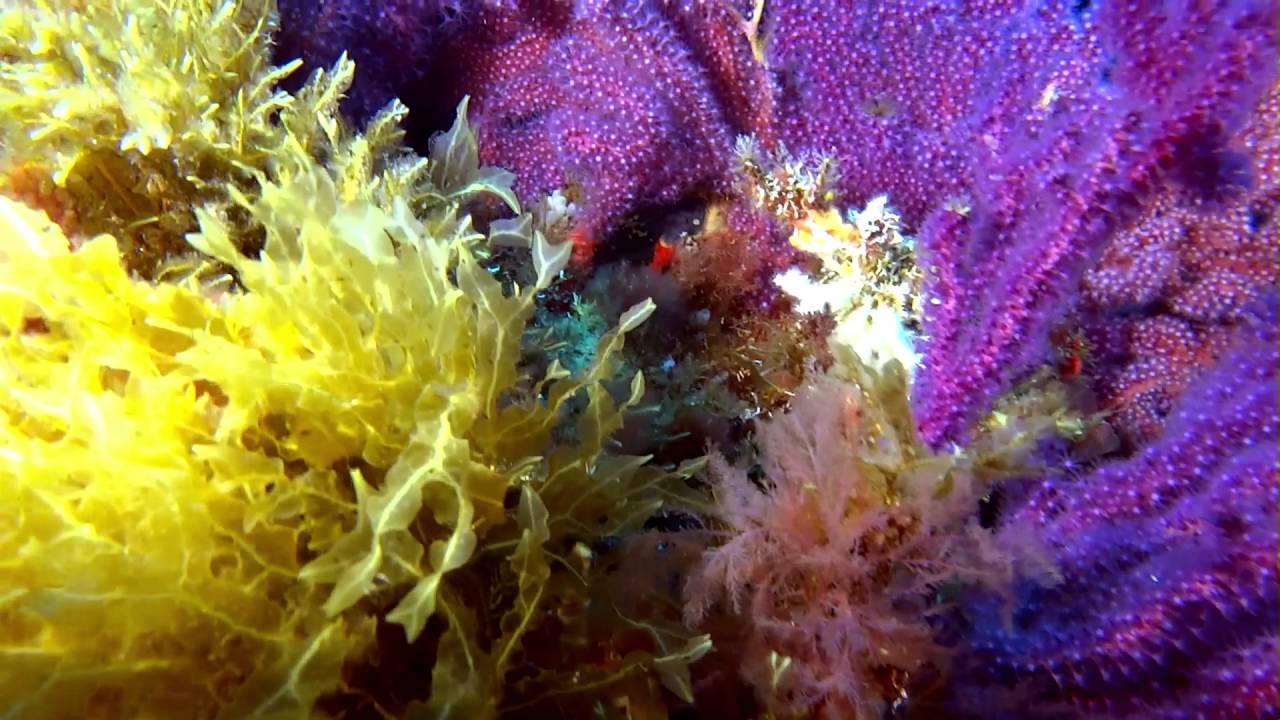 LE SEC DE LA GABINIERE