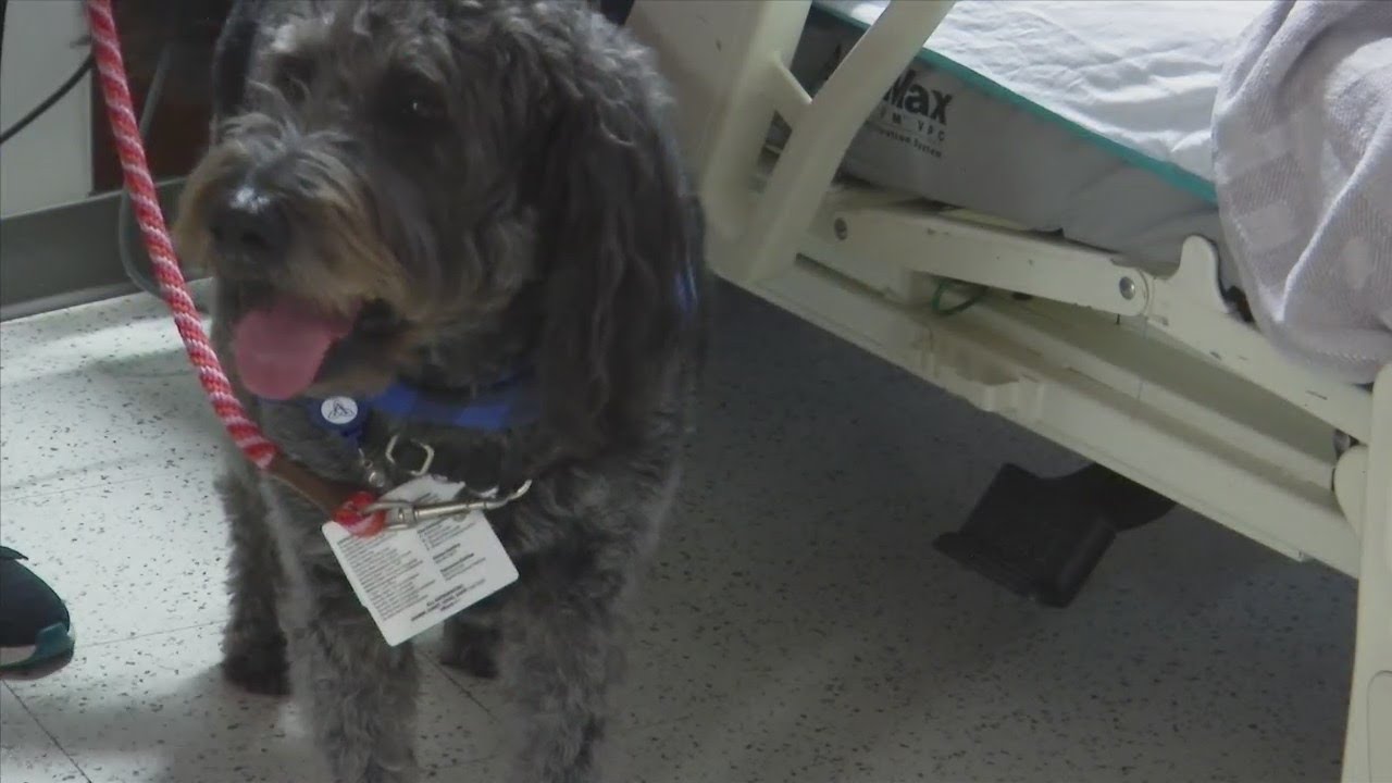Ascension Sacred Heart Bay meets its first therapy dog - YouTube