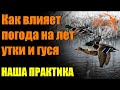 Как влияет погода на поведение и лет утки и гуся. Наша практика.