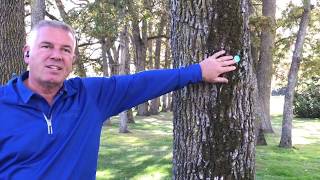 Tree Management Plan