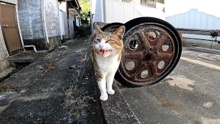 A cute stray cat I met on Cat Island by Cat pillow ねこまくら 421 views 3 days ago 1 minute, 37 seconds