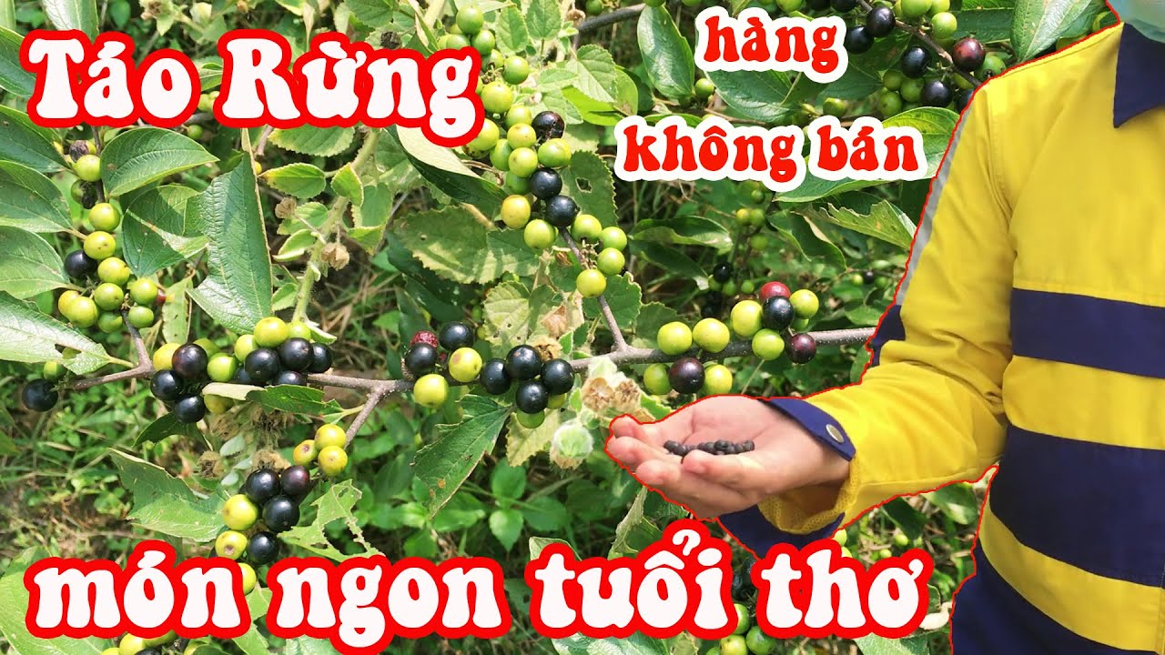 Đi Hái Táo Rừng Và Táo Ta Ở Vùng Quê Củ Chi - YouTube