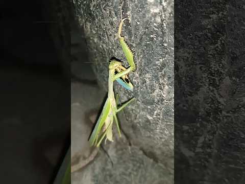 Vunja Jungu Mdudu Mwenye Uwezo Mkubwa