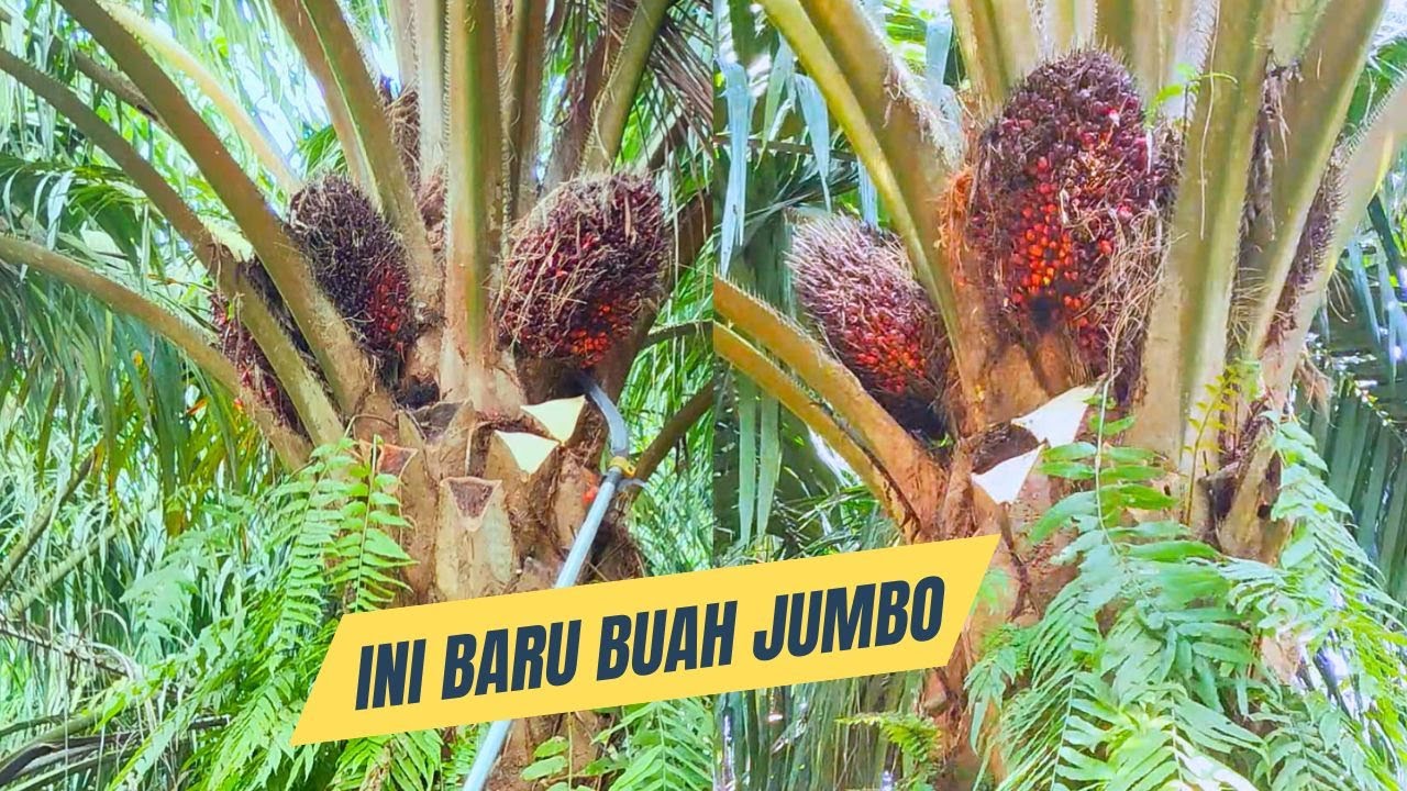 Panen Sawit Bibit Unggul SUPER Cepat dengan Egrek SBL Master Pro!