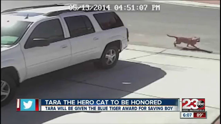 Tara "The Hero Cat" to receive Blue Tiger Award