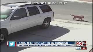 Tara "The Hero Cat" to receive Blue Tiger Award screenshot 5