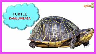 İngilizce Hayvanlar 1 Learning Animals Name For Kids 1