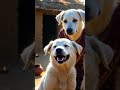 The poor puppy is going out for job so her mother is waiting for her #sad #viral #trending