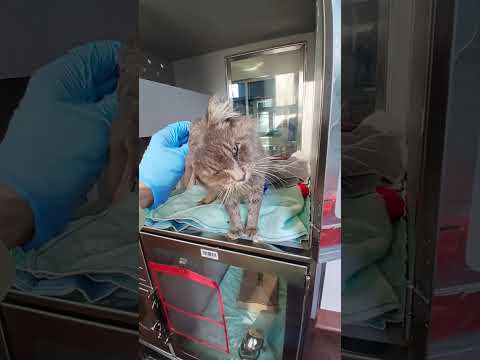 Sunflower 248125 | NYCACC