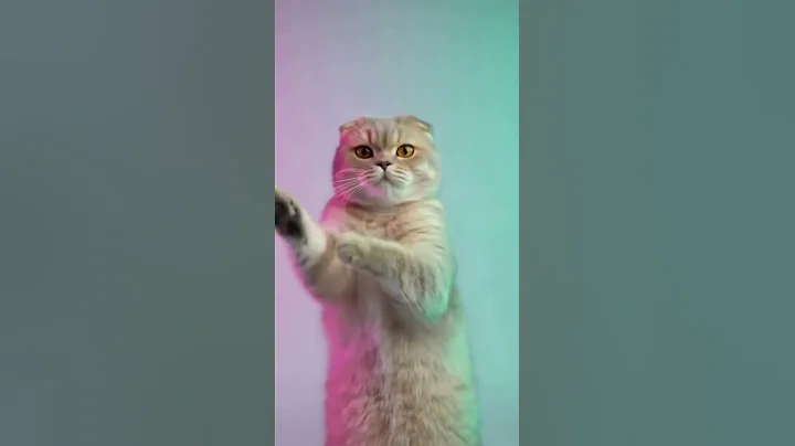 Video 11537581: scottish fold cat dancing, cute scottish fold cat, fold cat scottishfold, cat cutecat, feline dance, fluffy felines