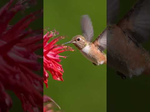 Video: Liker kolibrier monarda?