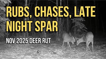 November 2025 Rut at One Deer Scrape Tree – Rubs, Chases & Spiker Bucks Spar