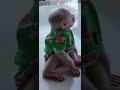 お猿さん🐒🐵😌🤣🤣#monkey #monkeys #monkeydluffy #monkeyvideo #monkeybaby #monkeylove #usa #shorts #猿