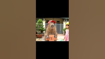 Bé hóa kỹ sư Capy phải đóng vai anh công nhân 😂 #capybara #vuive #ongbavaboss #giaitri