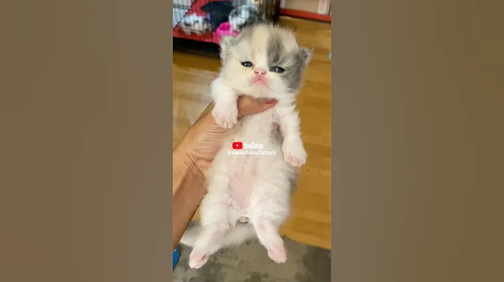 Video 11386001: munchkin kitten