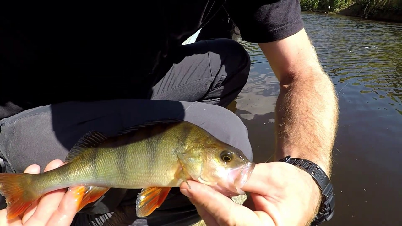 Canal fishing Manchester Huddersfield canal summit Rochdale canal perch