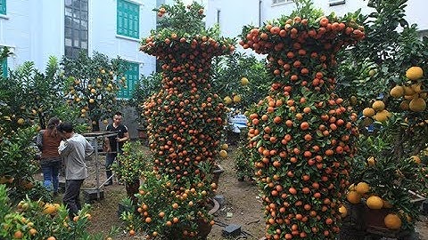 Chiêm ngưỡng cặp quýt lục bình "khủng" giá 45 triệu cho đại gia chơi Tết ở Hà Nội