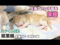 ママとはぐれた子猫を保護【ミドくん日記総集編】生後7日〜1歳の誕生日を迎えた現在の姿までProtecting kitten that have strayed from their mothers.