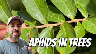 Aphids in trees Wealth
