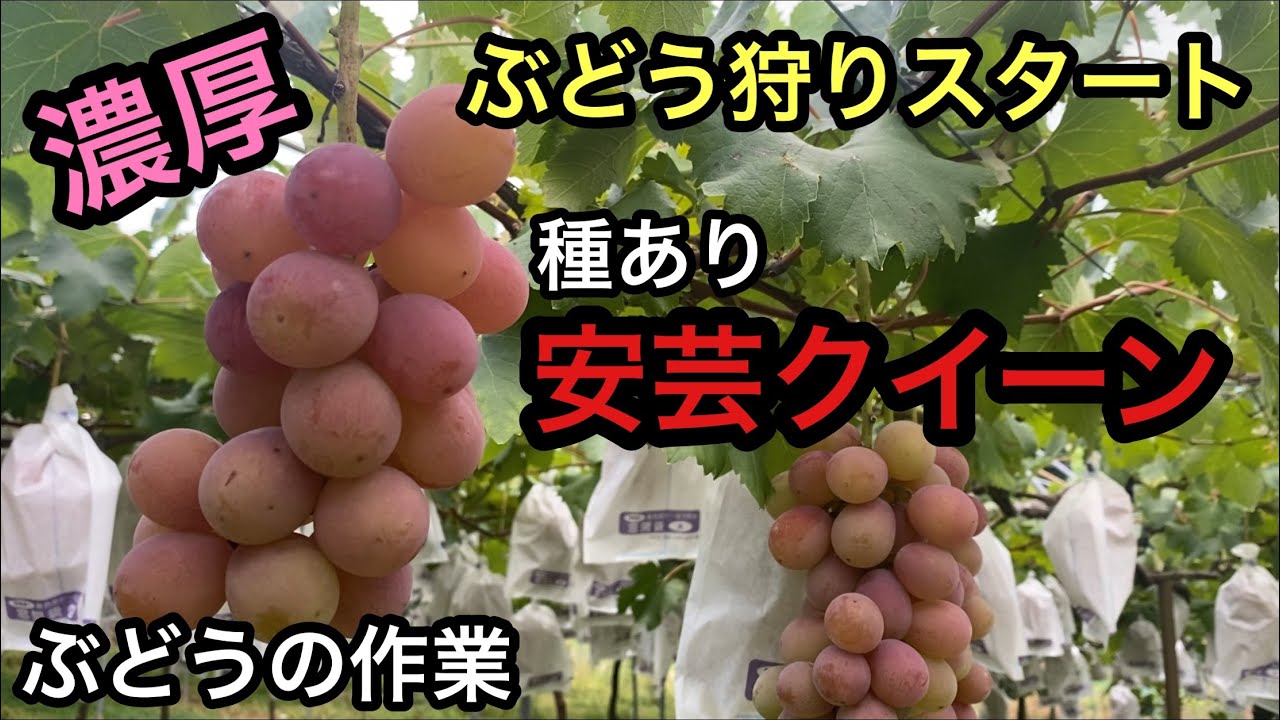「ぶどうの作業」濃厚種あり安芸クイーン！是非ぶどう狩りでゲットしてください！