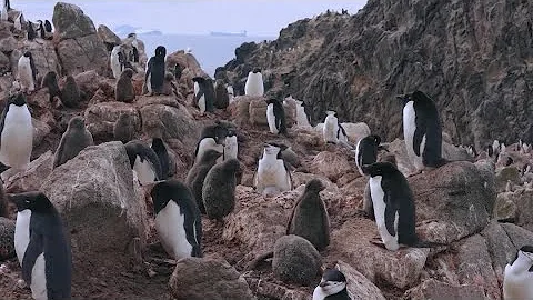 Climate change’s impact on Antarctica's penguins