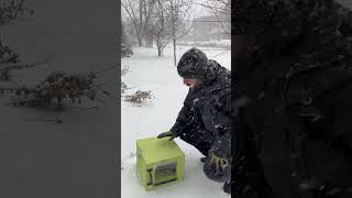 Humane Squirrel Removal: Rescuing a Trapped Squirrel from a Fireplace in St. Paul Minnesota