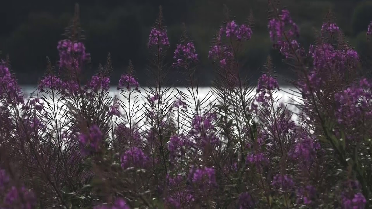 Ep 3: The Beautiful Alwen Reservoir in North Wales