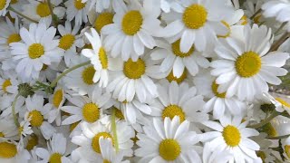 Close-Up Of Daisies Stock Video screenshot 1
