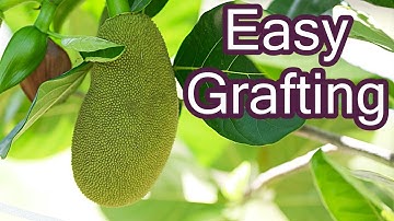 How to Graft Jackfruit