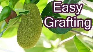 How to Graft Jackfruit by Practical Primate 3,851 views 2 years ago 4 minutes, 49 seconds