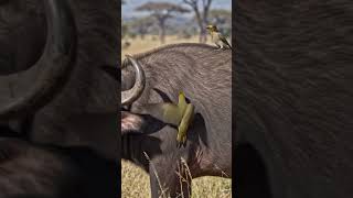 The Red-Billed Oxpecker’s Relentless Hunt for Its Chicks