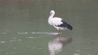1050109基隆河南港段水域東方白鸛10