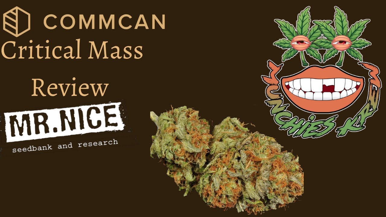 Exotic Weed Review“Critical Mass”|Strain Review| Ep.4