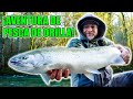 Pesca de steelhead desde la orilla: ¡frío, aventura y desafíos en cada lanzamiento!