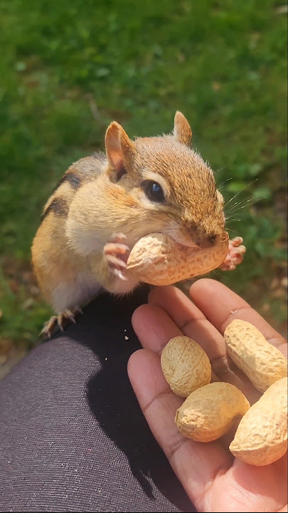 Adorable Chipmunk Sounds