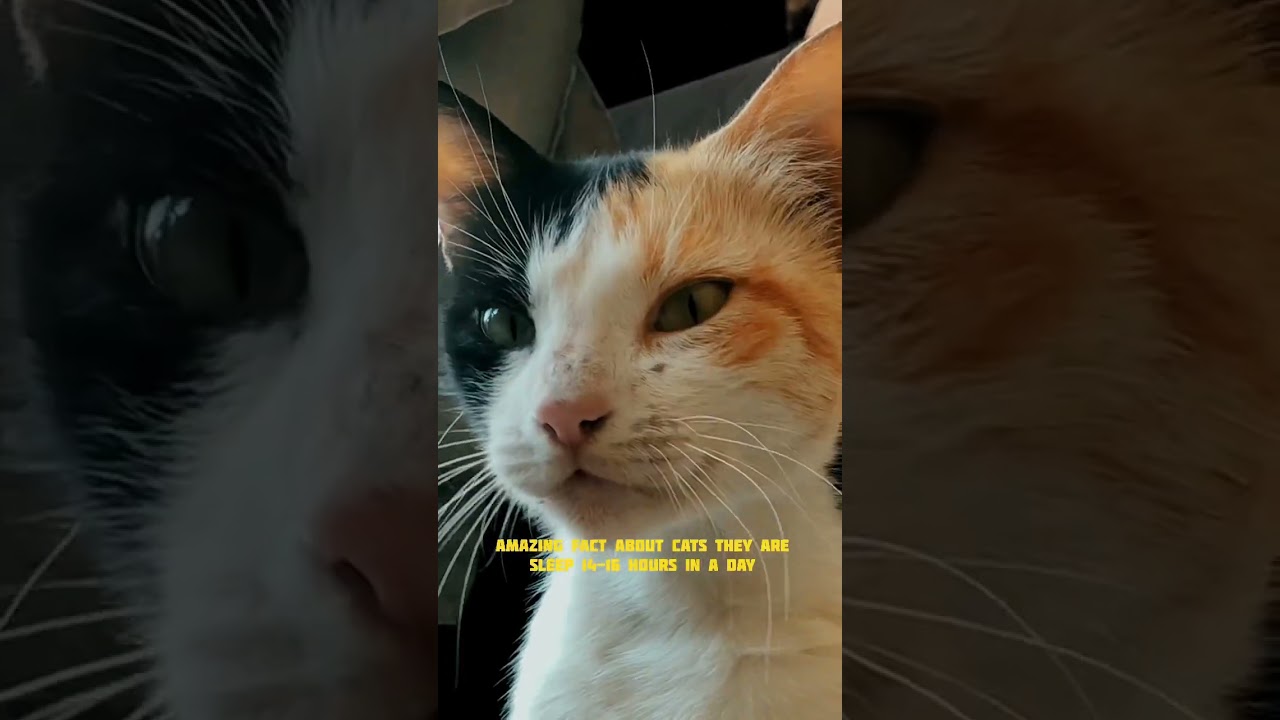 Life is better with a little. With a lot of cat-titude❔♥️#calmdown #cat #videography #viralvideo