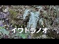 山野草・シダ編#63　イワトラノオ
