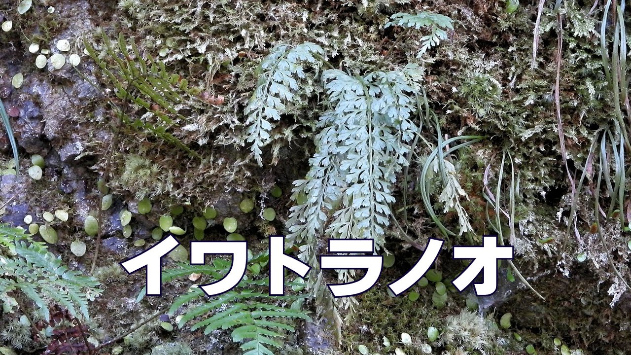 山野草・シダ編#63 イワトラノオ - YouTube