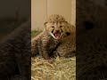 Big cats, bigger opinions 🦁