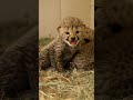 Big cats, bigger opinions 🦁