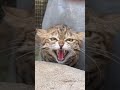 Big cats, bigger opinions 🦁
