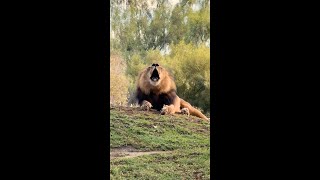 Big cats, bigger opinions 🦁