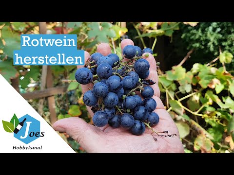 Video: Wie Man Hausgemachten Wein Aus Trauben Macht: Persönliche Erfahrung