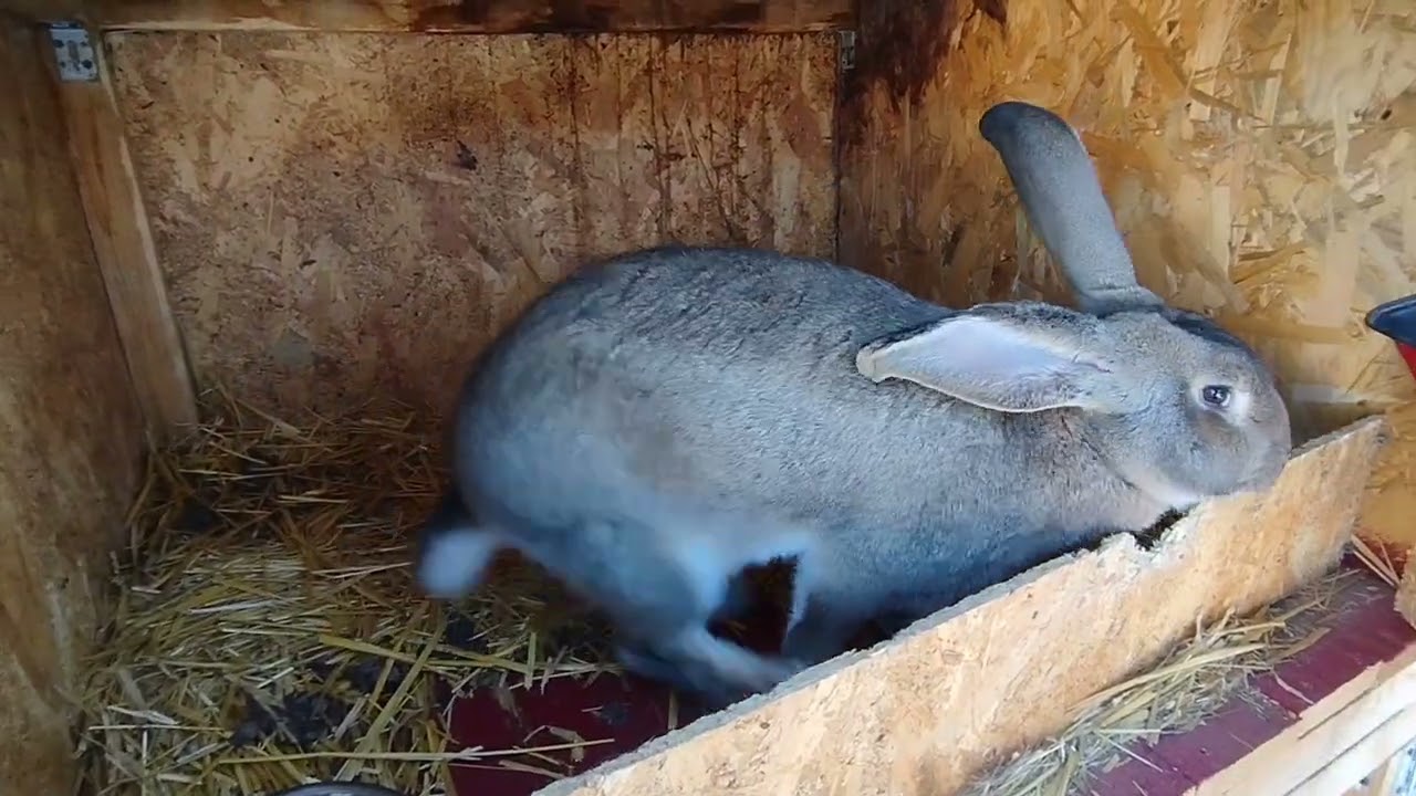 Clip la mini ferma cu toate animalele🕊️🐇