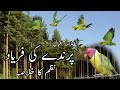 Parinde Ki Faryad Allama Eqbal پرندے کی فریاد علامہ اقبال Ata Hai Yaad Mujhko Guzra Hua Zamana