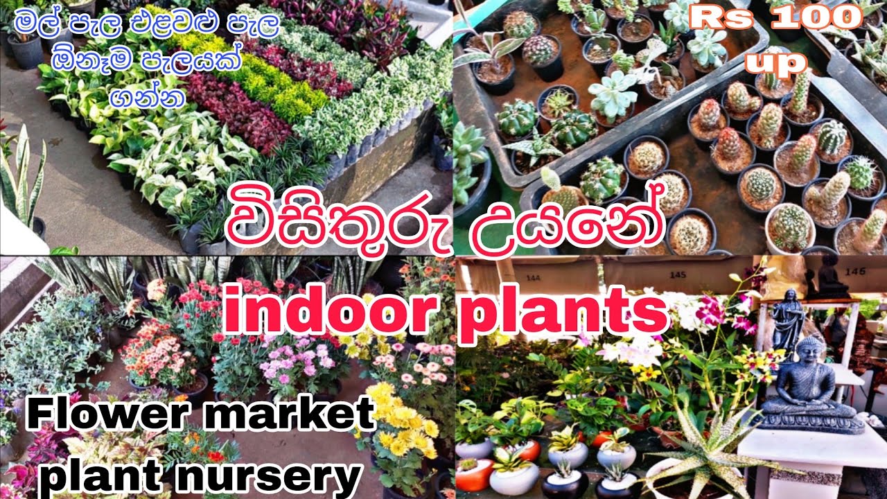 ගෙවත්ත ලස්සන කරන්න., කැමති අයට මල් ගන්න සුපිරිම තැනකට යමුද...?   Diyatha uyane/flower nursery 🪻☘️