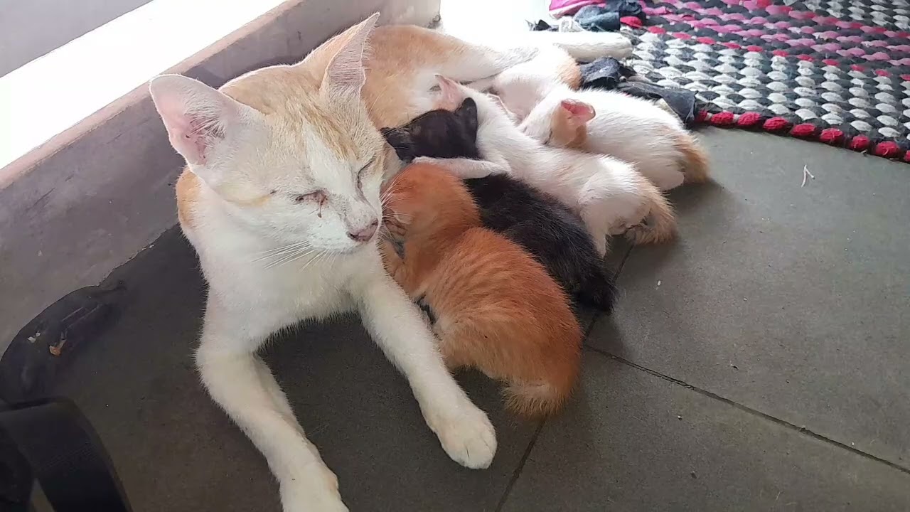 Mom cat is feeding milk for her beloved baby kittens they are beautiful 