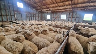 Shearing sheep in New Zealand